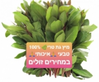 מיץ גת