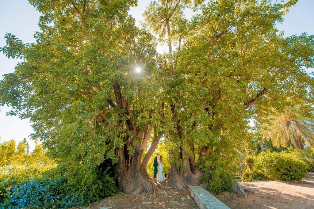 חוות דעת של Hagar על אריאל אריכא | צלם