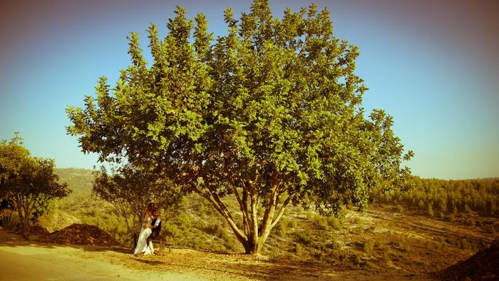 צילום ביישוב נטף, נוף ילדותו של החתן צילום ביישוב נטף, נוף ילדותו של החתן
