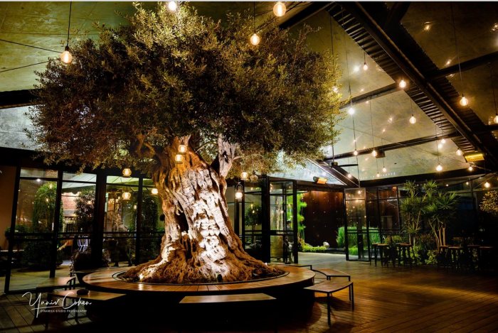בליבו של האולם, שוכן עץ זית היסטורי בן למעלה מ- 780 שנה (!). צילום: יריב כהן