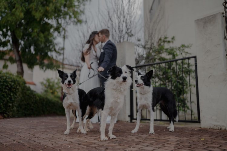 כלבנות, הפקה וחתונה אחת צנועה: סיפור החתונה של כרמל ואביב