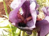 iris_eran